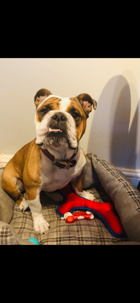 Elsie - our beautiful bulldog 