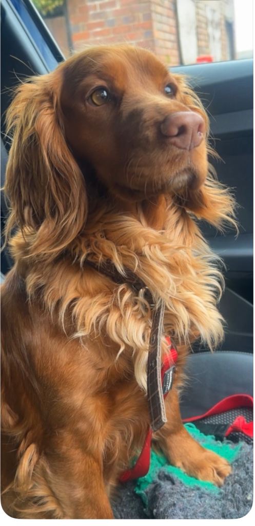 Stunning quality f1 cockapoo puppies 🐶