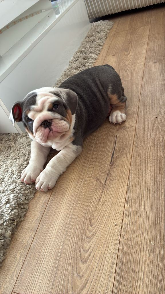 English bulldog 