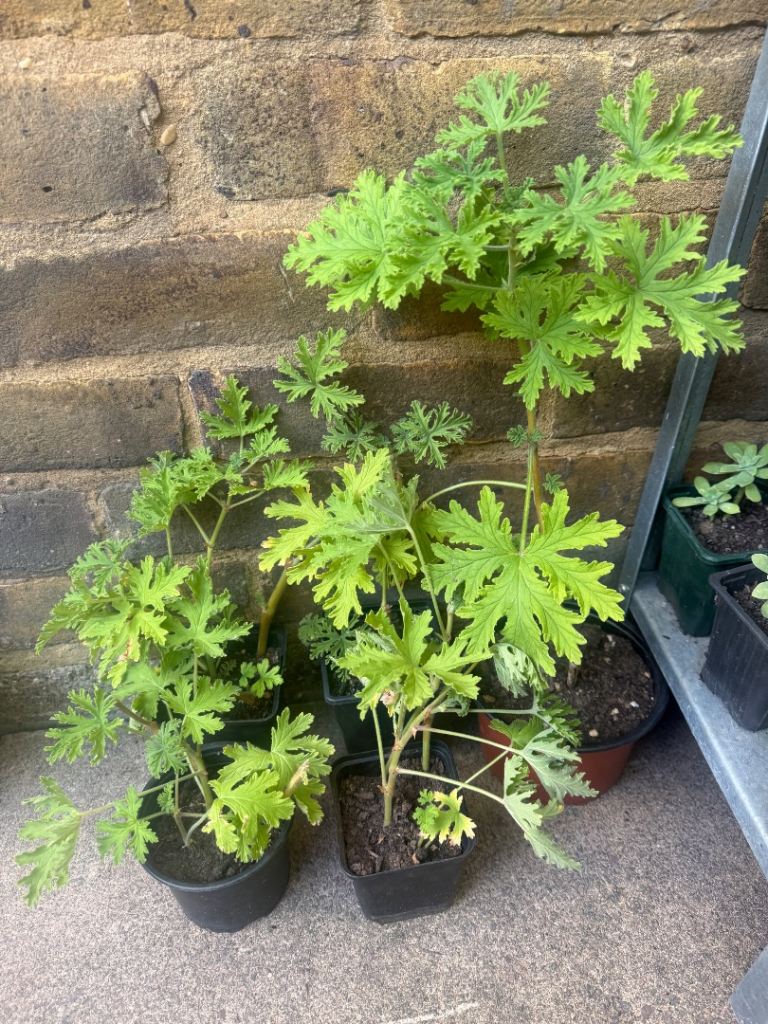 Lemon Geranium Plants - Scented Leaf Pelargonium for Garden