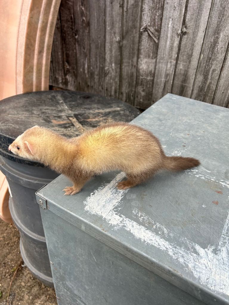 Ferrets for sale 