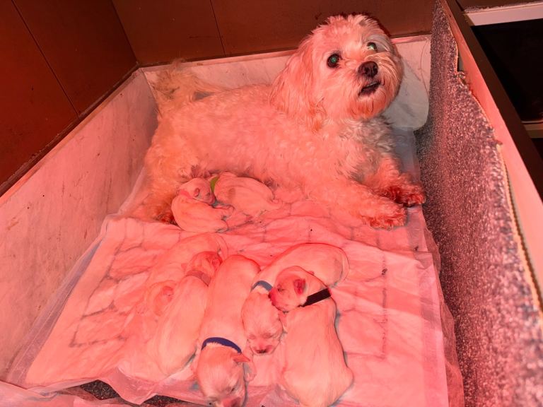 Maltichon puppies