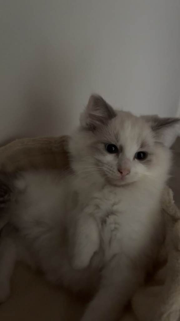 Ragdoll Kitten