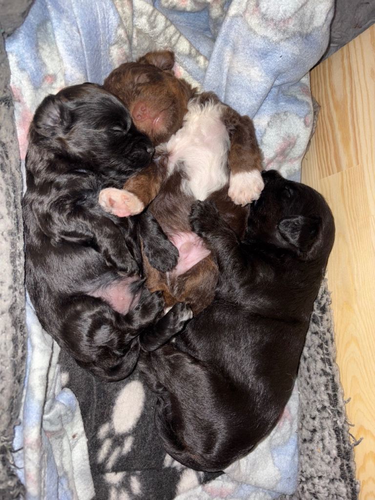 Three Brothers looking for a Home