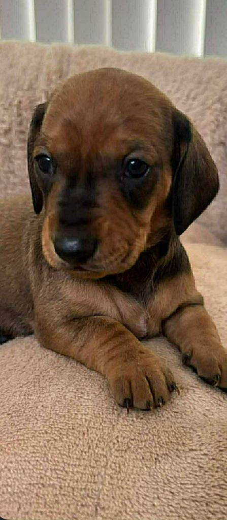 Stunning KC reg smooth standard dachshunds 