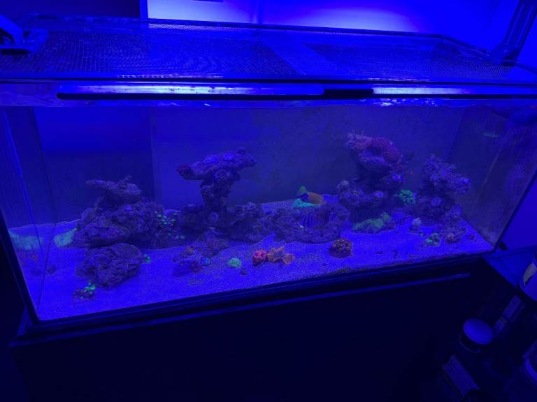 Complete Reef Livestock Bundle Including Fish, Live Rock, Corals and More - BUNDLE ONLY