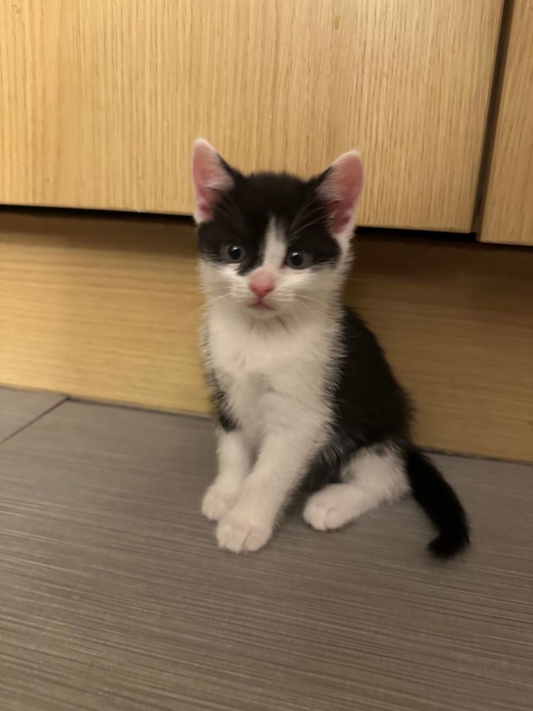 Kittens for sale
