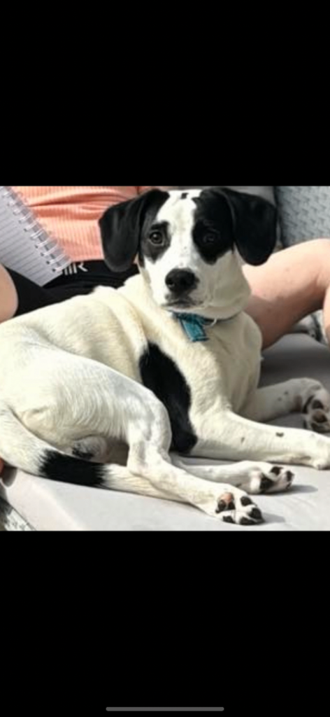 Cocker spaniel cross