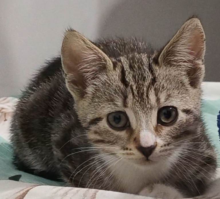 Two Lovely Domestic Cats Looking for a Loving Home – £140