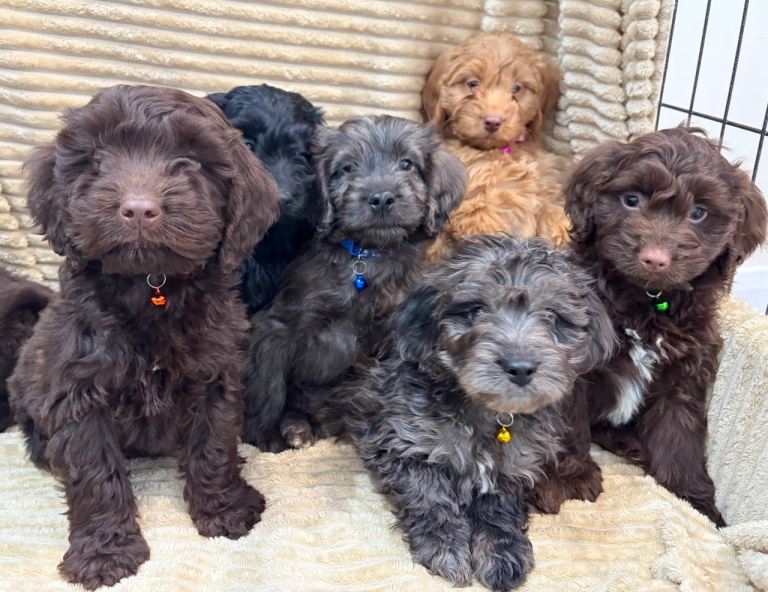 Beautiful cockapoo puppies