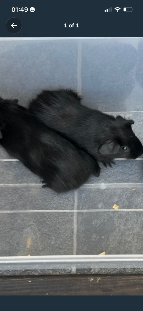 2x Black male guinea pigs 