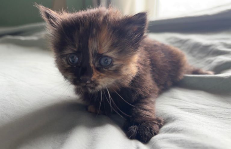 Five gorgeous kittens for sale 