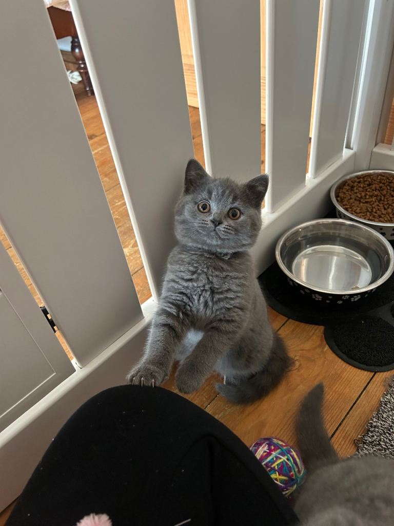 2 Adorable British Blue Shorthair male Kittens  