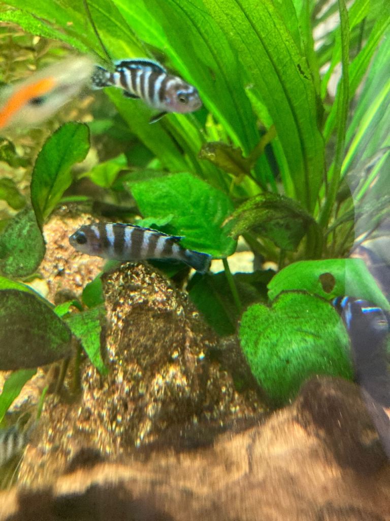 Malawi blue 