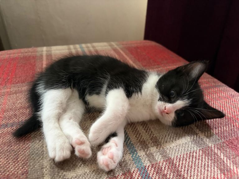 Kitten - looks like Felix 