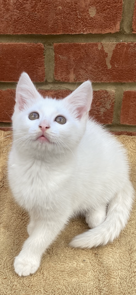 Adorable Pure White Khao Manee kitten 