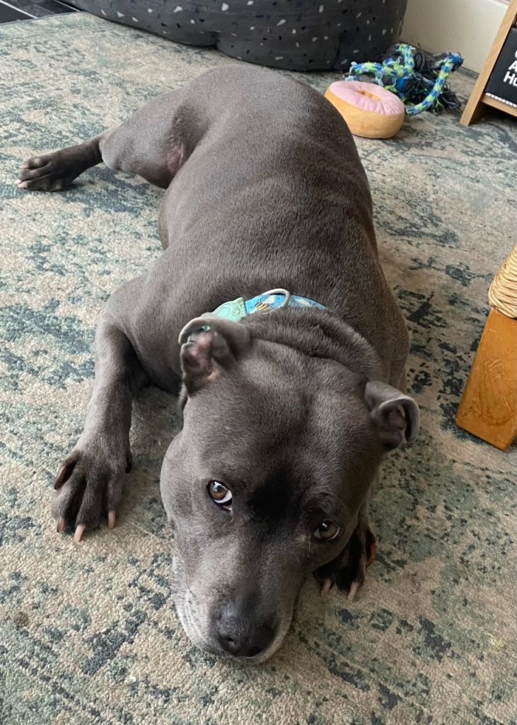 Blue Staffy | Staffordshire Bull terrier 