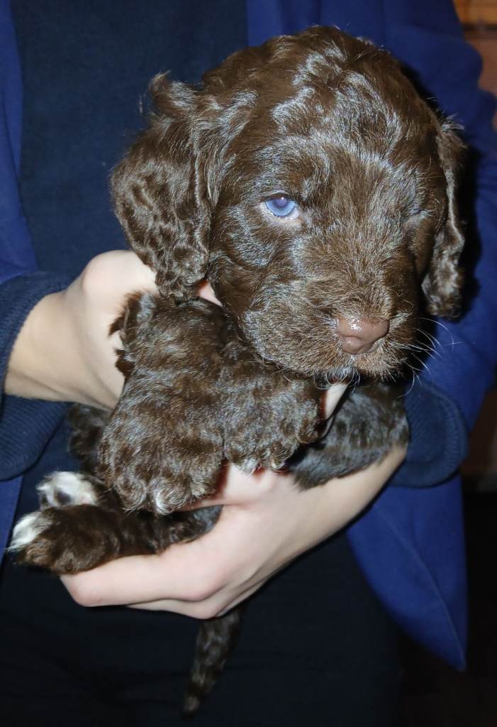 F1 miniature cockapoos available 16th feb