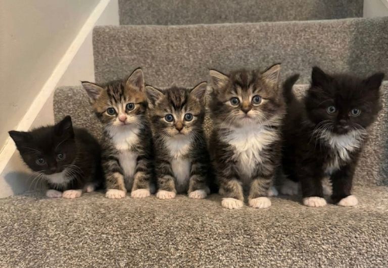 Kittens for sale 