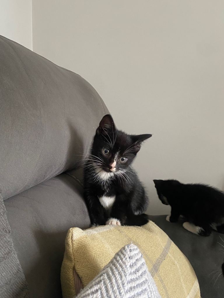 Black and white kittens