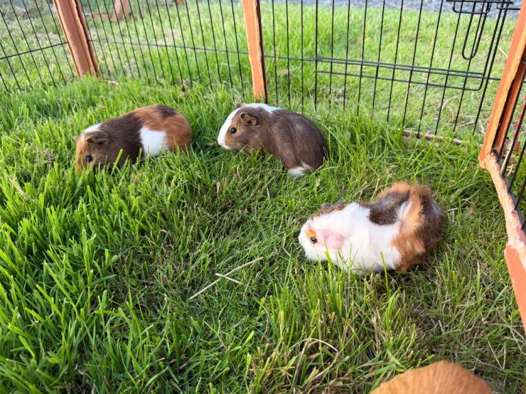 Guinea pigs - 3 male guinea pigs 