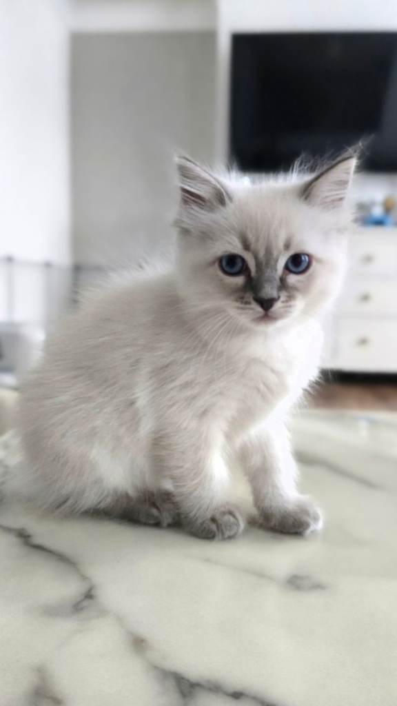 🤍 Pure Ragdoll Kittens Blue Point & Lynx Ready Now