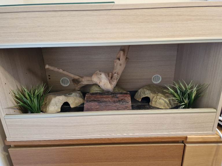 3ft Vivexotic Vivarium Full Setup and Extras 