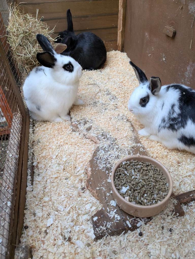 Baby Dwarf Lop Ear Male Rabbits For Sale 10 weeks old