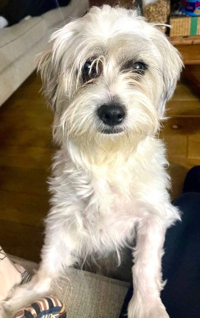 Shichon 