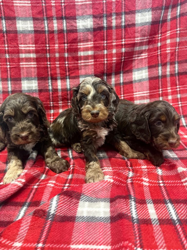 Cockapoo puppies 🐶 