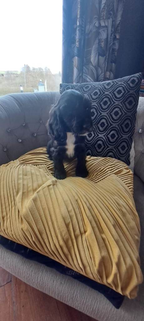 Show cocker spaniel  pups 