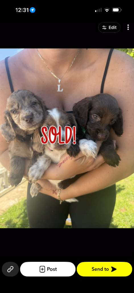 F1 Sprocker Spaniel puppies (READY NOW) 