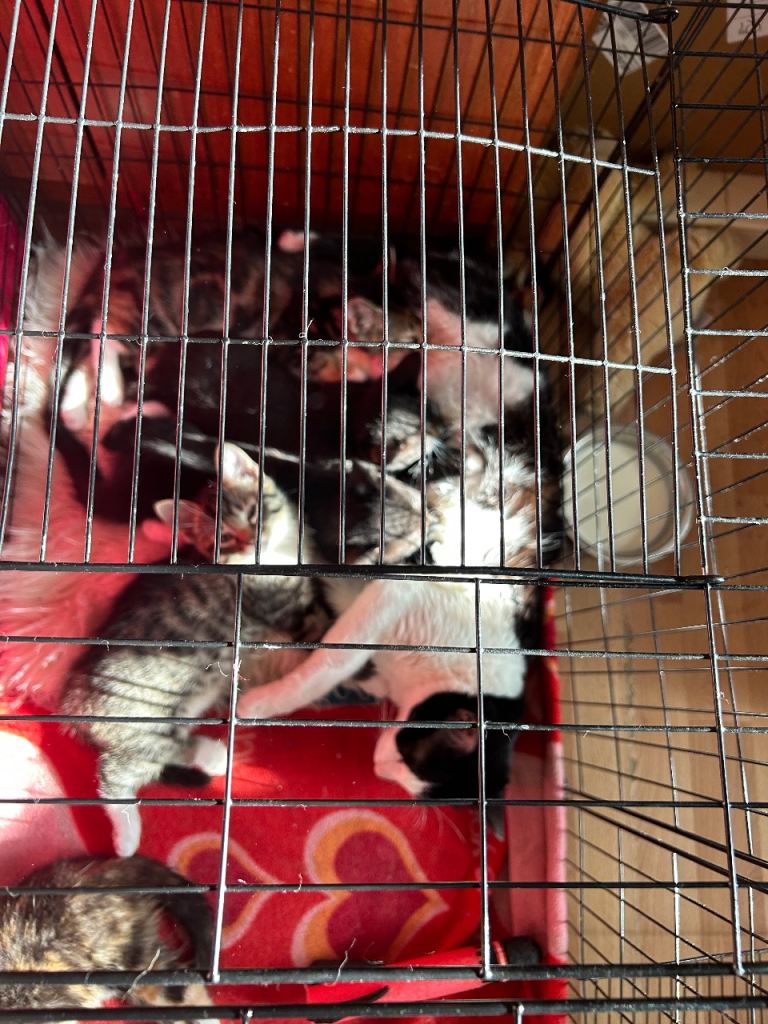 2 Adorable Kittens for Sale