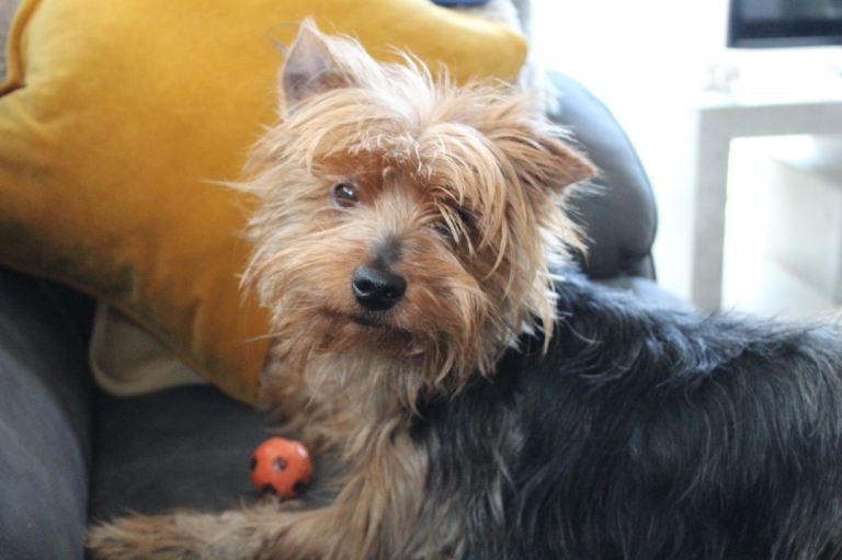 Yorkshire terrier 