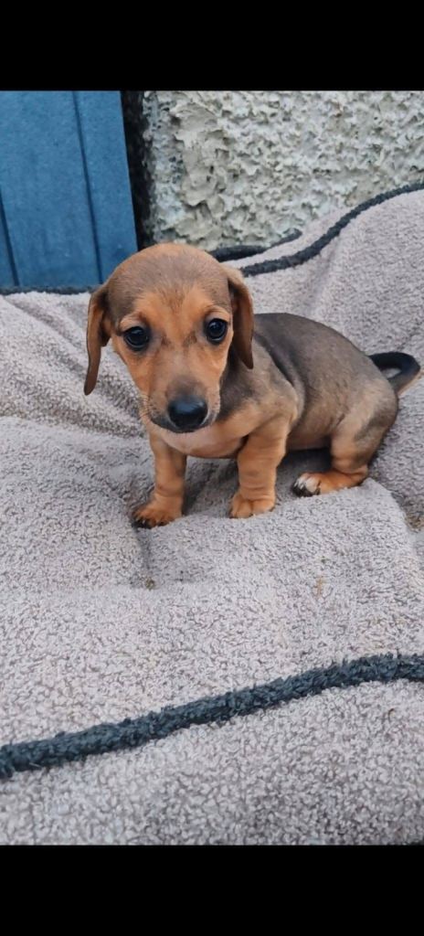 Whippet dachshund x