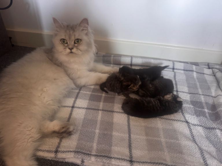 Persian kittens