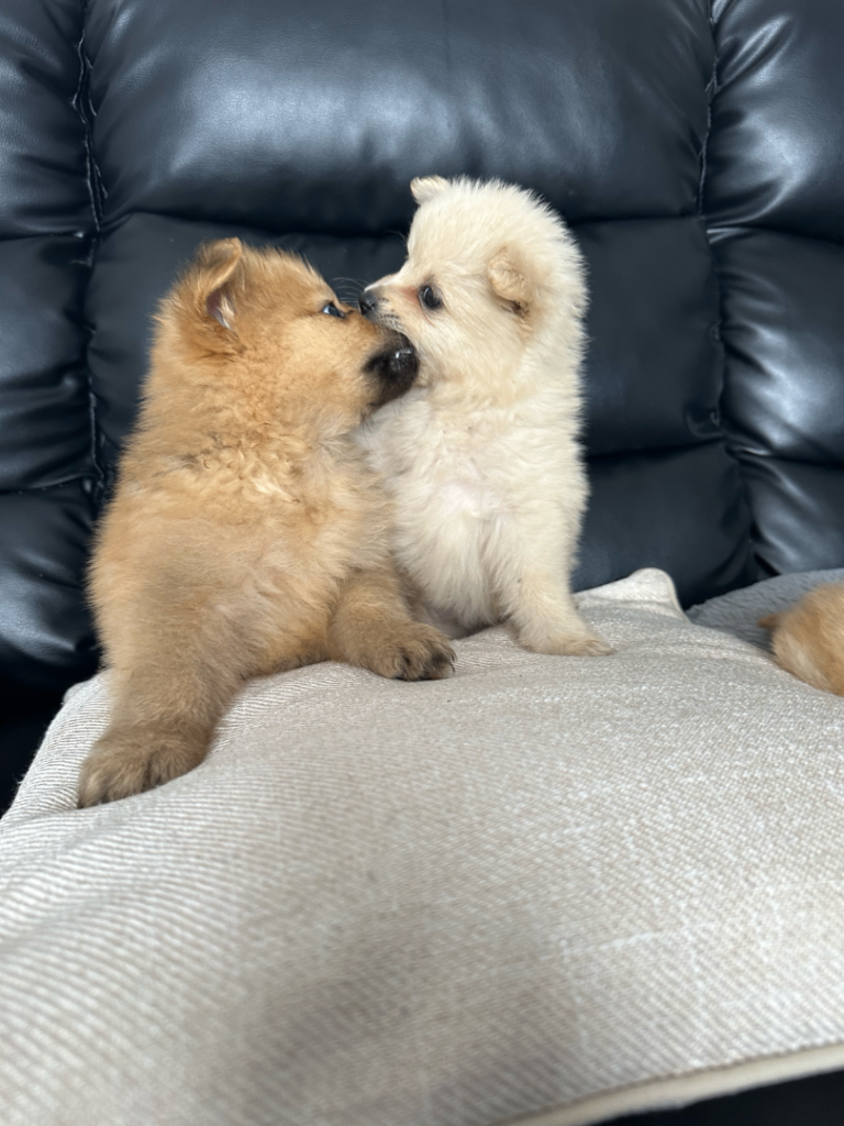 Three beautiful Pomeranian puppies
