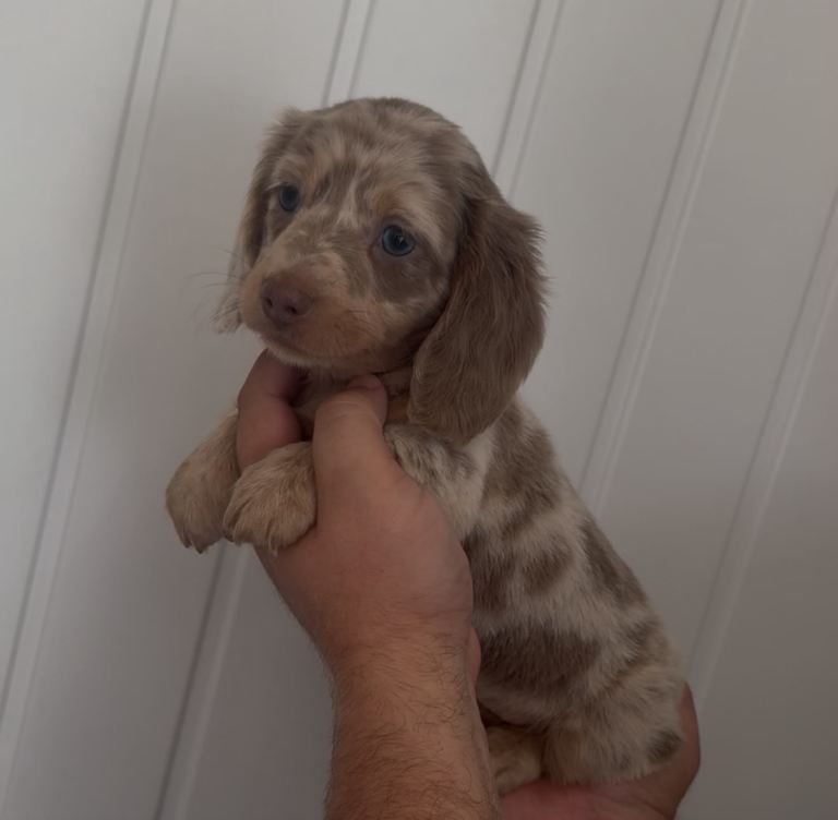 Miniature dachshunds KC 