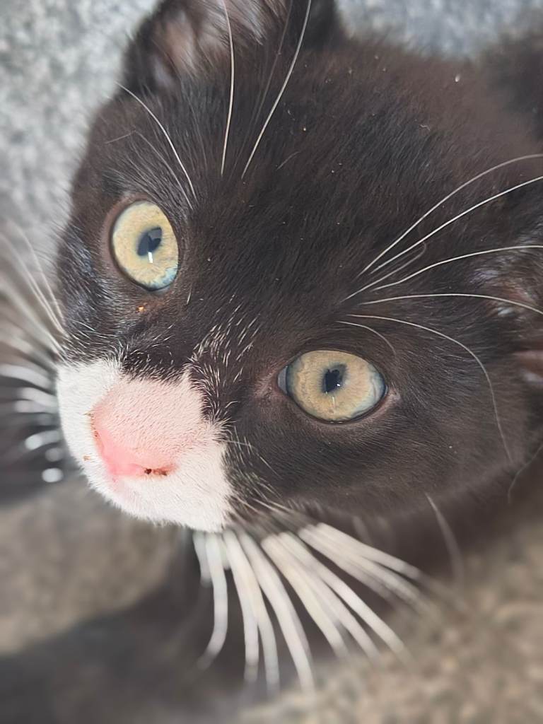 Kittens