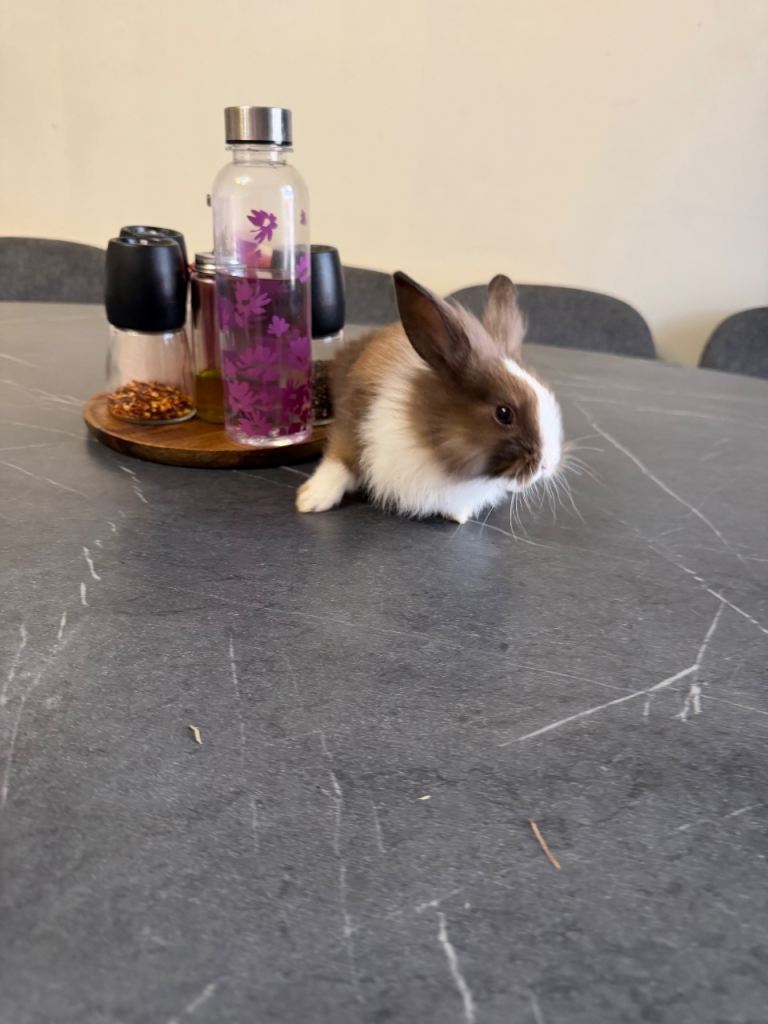 Beautiful baby female rabbit looking for a loving home.