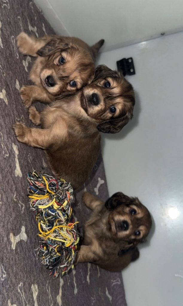 Long hair miniature dachshunds 