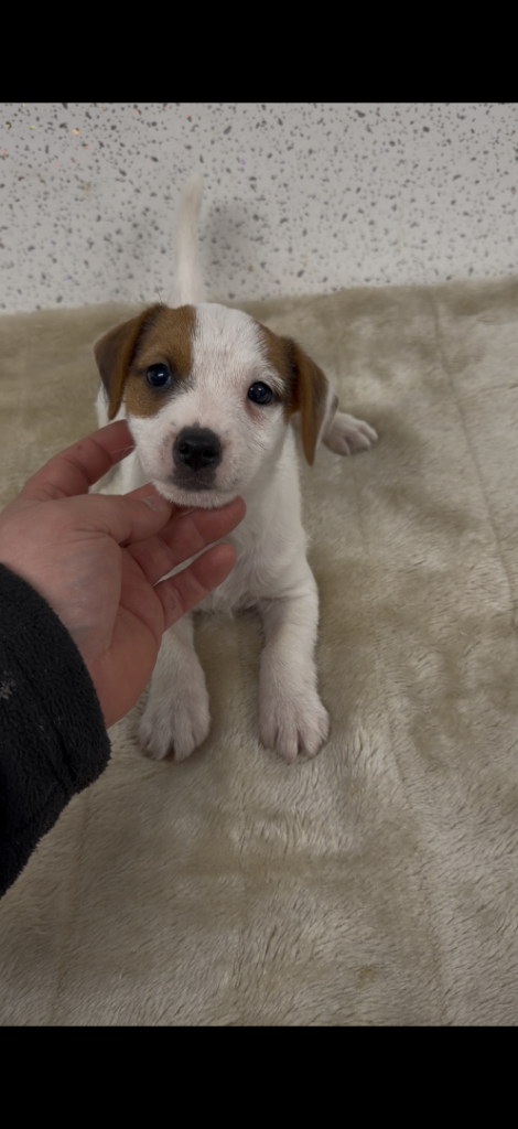 Last Jack Russell Terrier Boy 