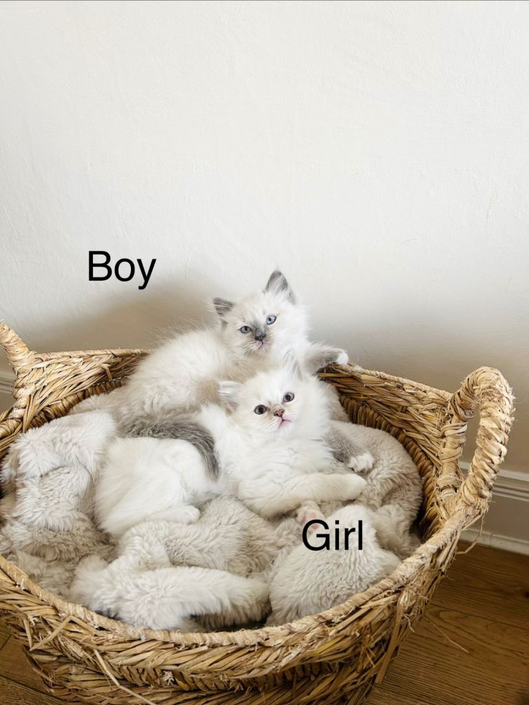Ragdoll kittens 