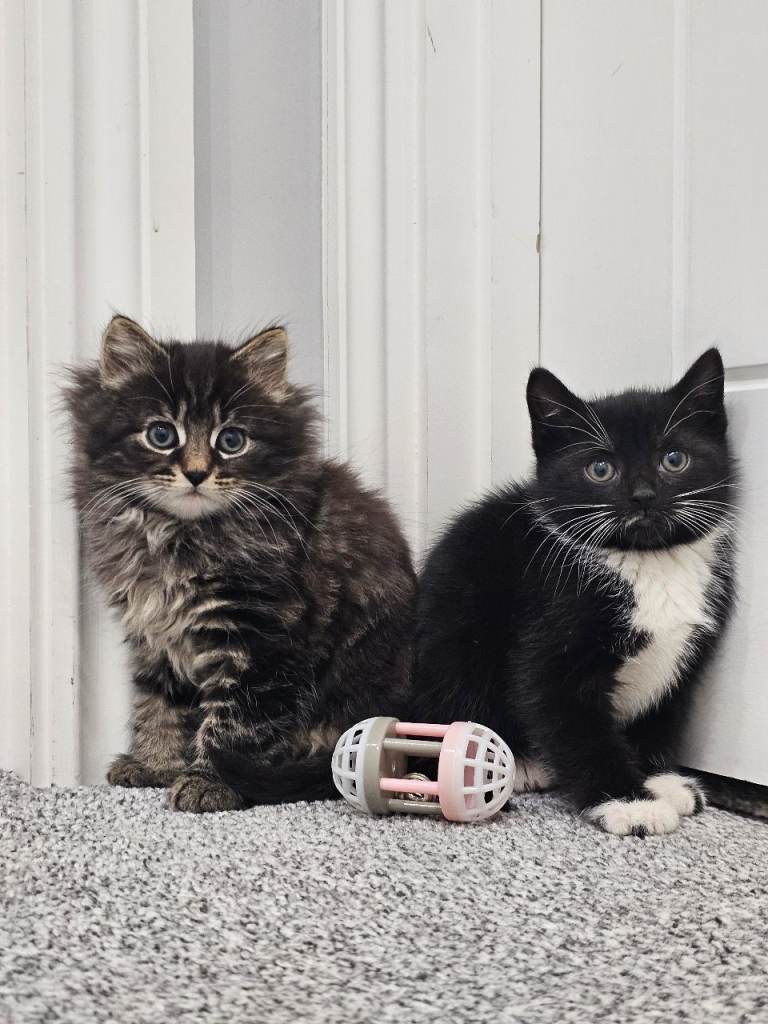 Lovely pair of kittens 