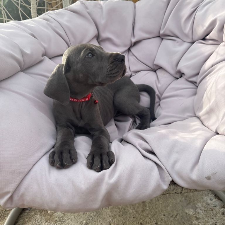 Ready now! Blue puppies 