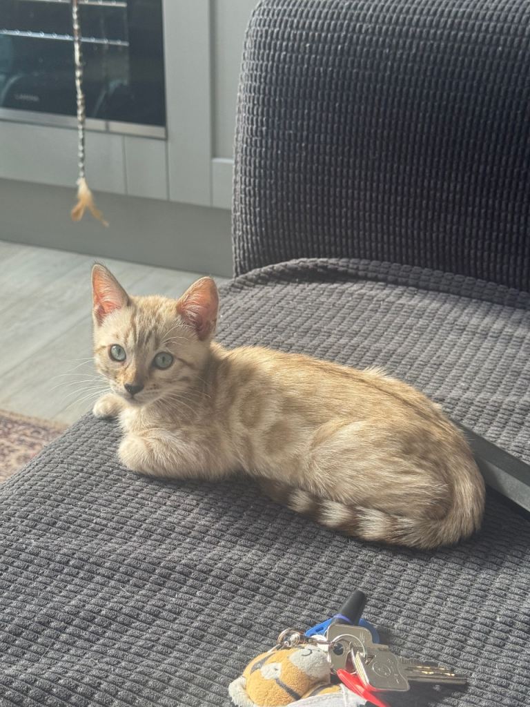 Pure Bengal kittens 