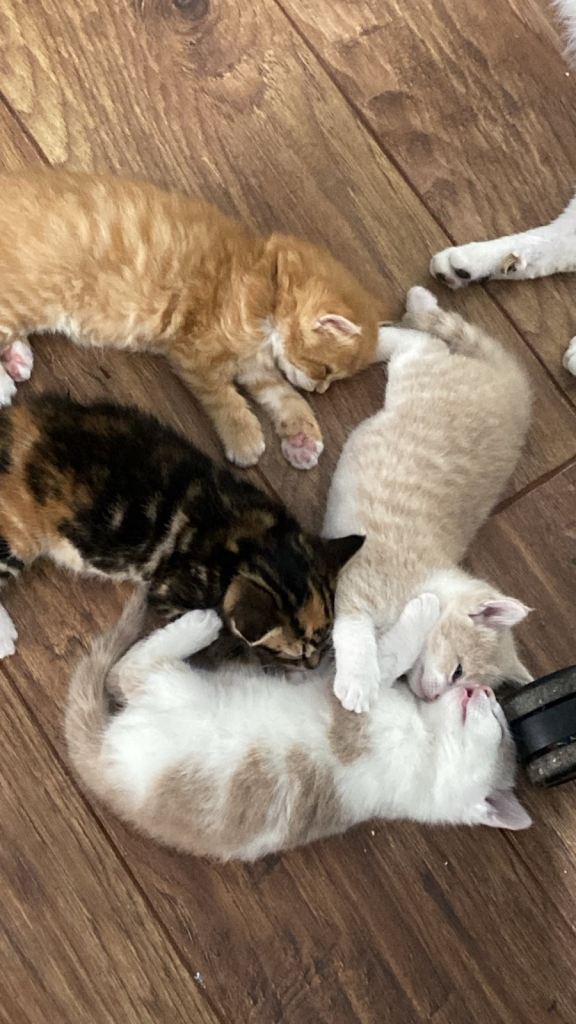 Norwegian cross kittens 