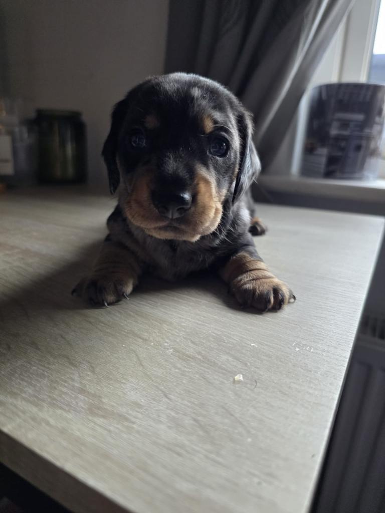 Miniature dachshund puppies 