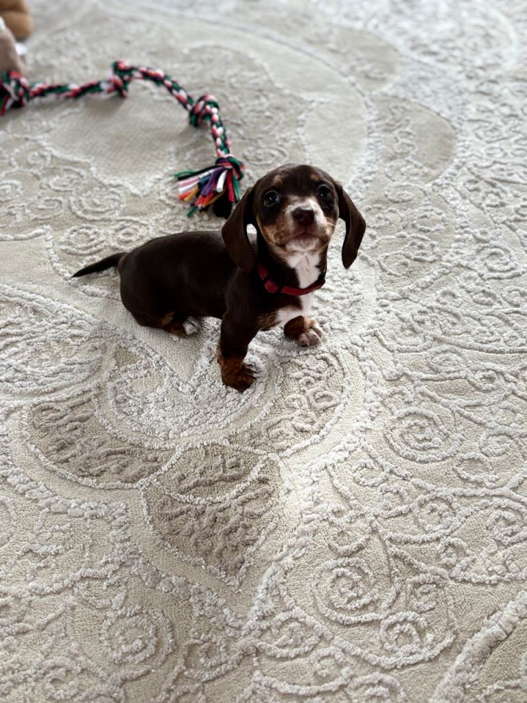 Kc Miniature Dachshunds 