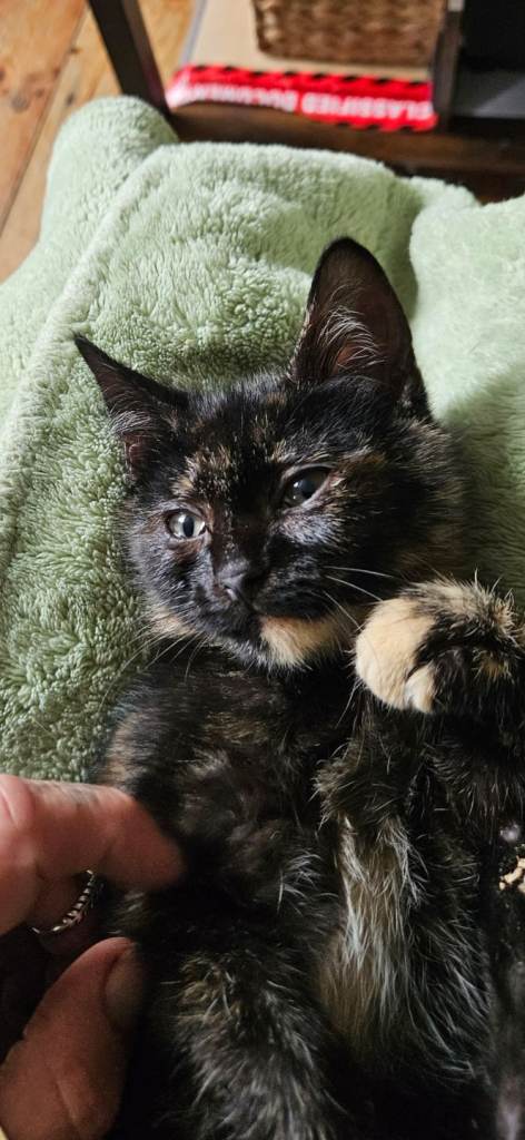 Kittens found 